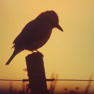 Meet your Posher, Cameron